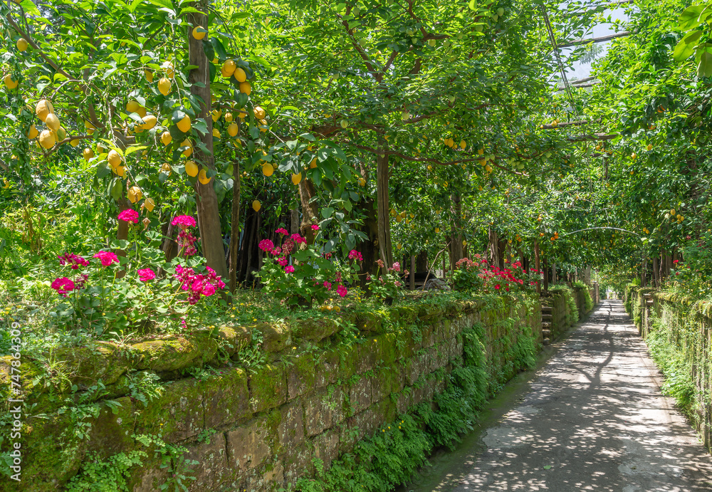 Stroll through the verdant lemon groves of Sorrento, where fragrant citrus scents and vibrant colors create an authentic Italian agritourism experience.