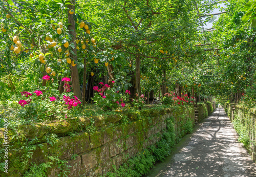 Obraz na płótnie Stroll through the verdant lemon groves of Sorrento, where fragrant citrus scents and vibrant colors create an authentic Italian agritourism experience. w salonie