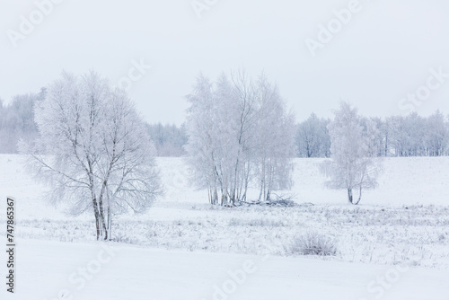 a couple of trees are in a snow filled field by some snow