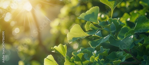 The suns rays shine through the dense green foliage of a Ginkgo Biloba bush, illuminating the intricate patterns of the leaves. The bush is known for its medicinal properties, symbolizing health and