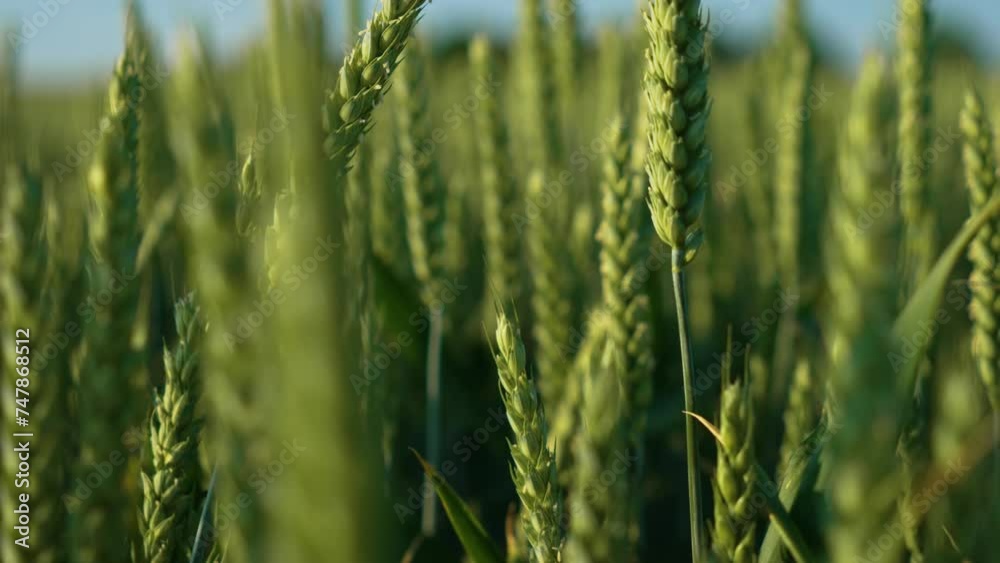 Agricultural grain on farming wheat field. Barley green ears swaying on gently wind close up. Work in agronomic farm for making business and production organic eco bio food Agricultural grain on farming wheat field. Barley green ears swaying on gently wind close up. Work in agronomic farm for making business and production organic eco bio food