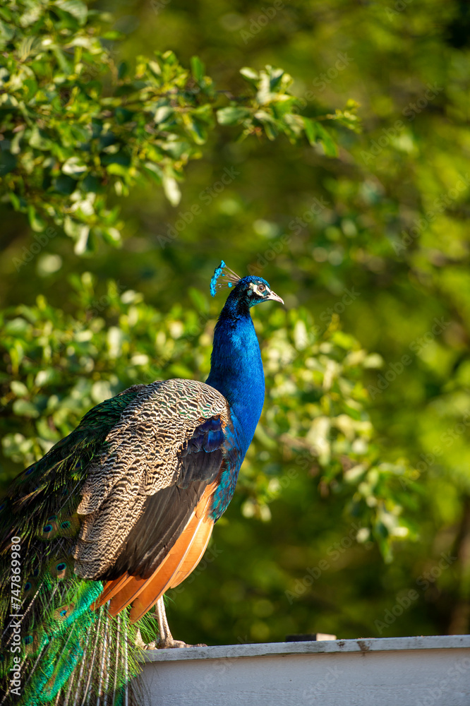 Portrait of a wild peacock in the Finnish archipelago during the summer with sun and blue sky Portrait of a wild peacock in the Finnish archipelago during the summer with sun and blue sky