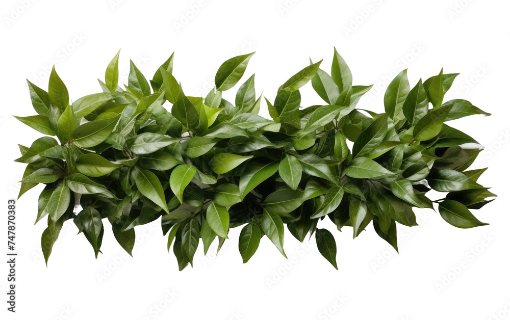 Obraz premium Green Plant Leaves. A detailed view of a plant featuring lush green leaves. The leaves are prominently displayed, showcasing their vibrant color and intricate veins.