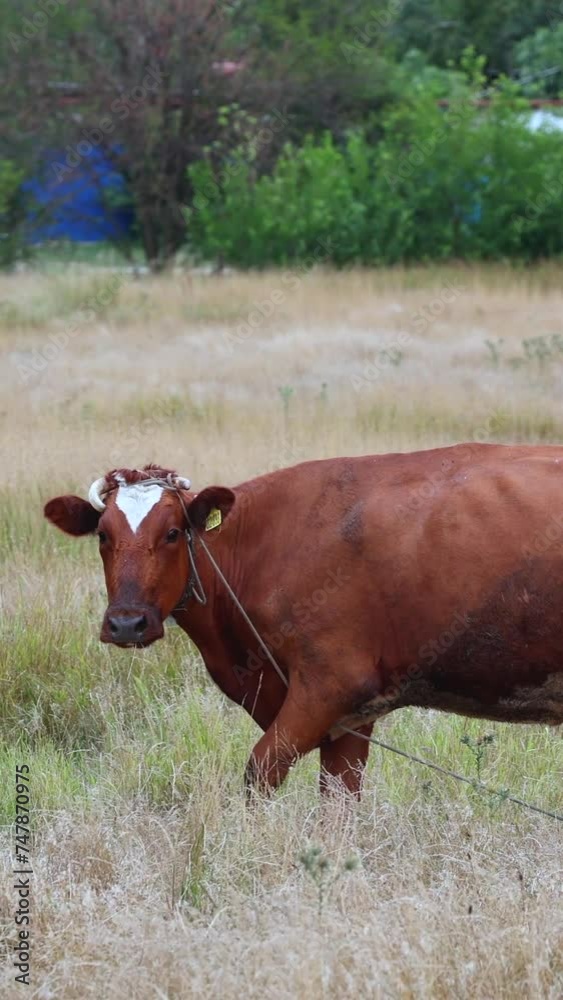 A Brown Cow Looks Very Closely Towards The Camera And Eating Grass In A Field. Vertical. A Brown Cow Looks Very Closely Towards The Camera And Eating Grass In A Field. Vertical.