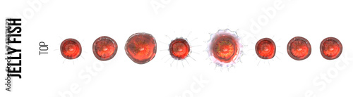Swimming sequence of a red Jellyfish on a transparent background  - Top view © LuSi