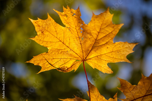 Yellow autumn leaves on trees in sunny weather.