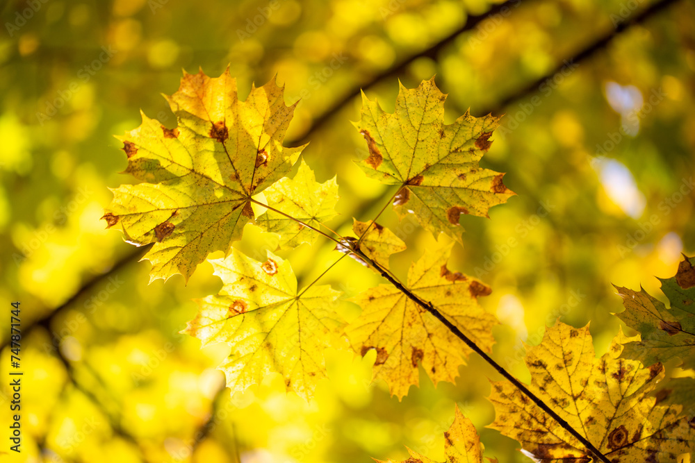 Yellow autumn leaves on trees in sunny weather. Yellow autumn leaves on trees in sunny weather.
