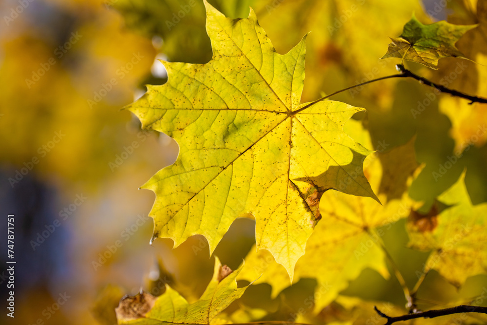 Yellow autumn leaves on trees in sunny weather.