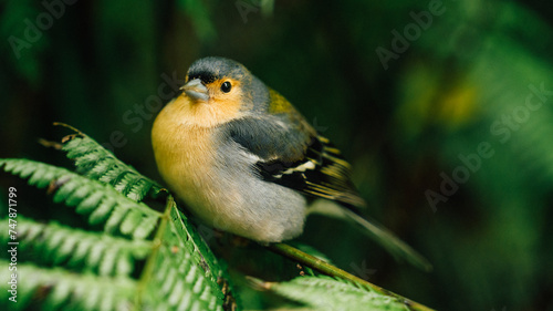 Madeiran chaffinch, Fringilla coelebs maderensis, close up, colorful male, isolated small passerine perched on mossy twig against dark background. Bird endemic to the Portuguese island of Madeira photo