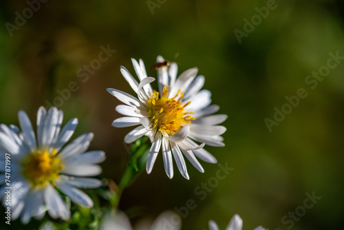 Chamomile aster flower in nature.