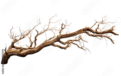 Barren Dead Tree Branch. A barren dead tree branch stands without leaves, showcasing its stark and lifeless appearance. Weathered and aged.