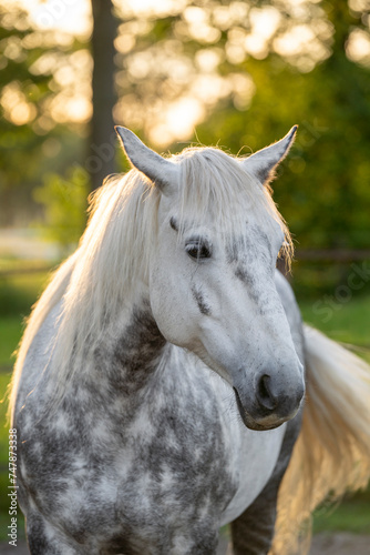 White grey Connemara mare pony horse with dapples cute in beautiful summer spring sunlight fresh colors