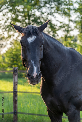 black horse with a bit of a grumpy head © PIC by Femke