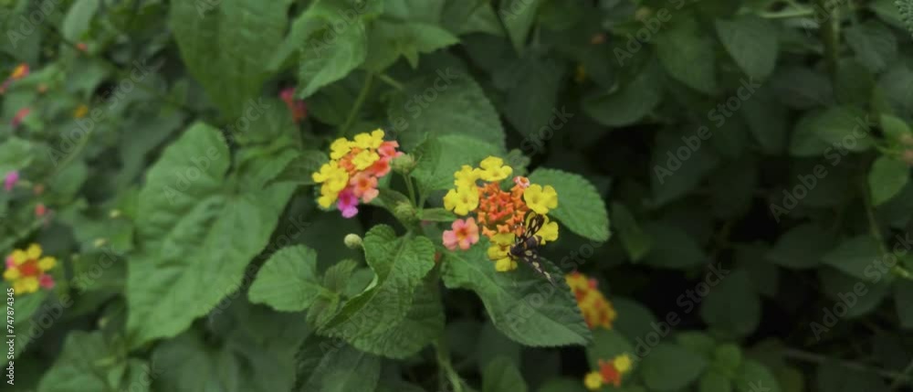 A handmaiden moth (Amata Cyssea) on Lantana camara flowers, cinematic wide slow-motion
