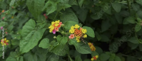 A handmaiden moth (Amata Cyssea) on Lantana camara flowers, cinematic wide slow-motion