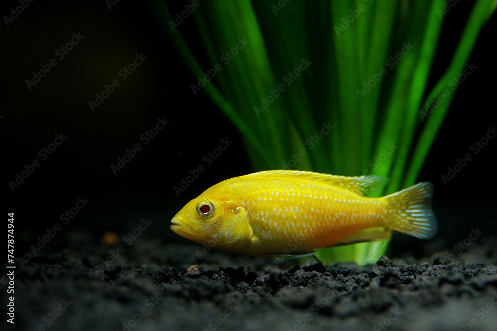 yellow fish in aquarium yellow fish in aquarium