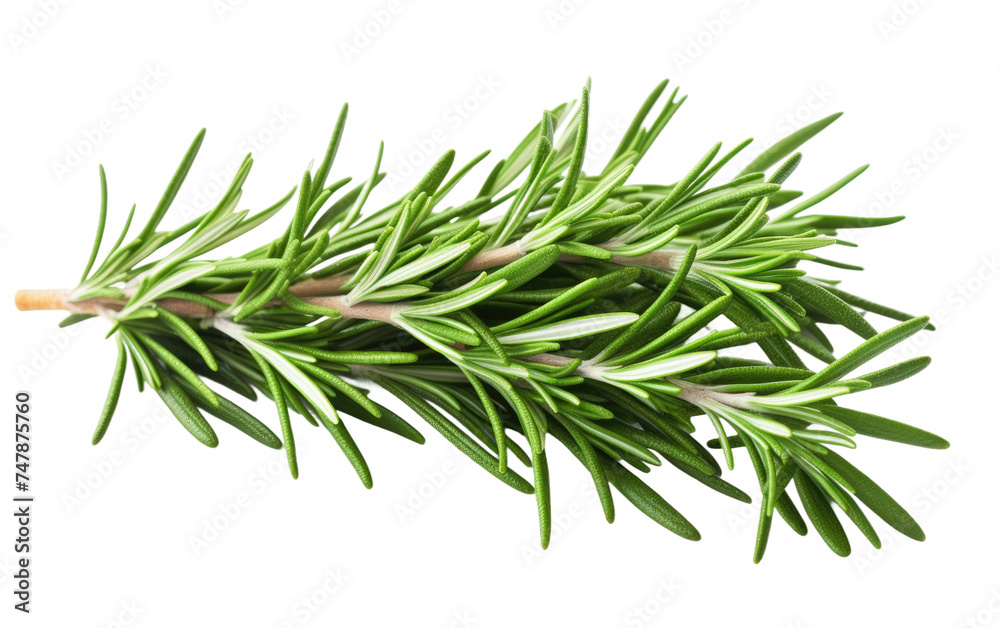 Sprig of Rosemary. A single sprig of rosemary is placed on a plain white background, showcasing the herbs slender green leaves and woody stem. Sprig of Rosemary. A single sprig of rosemary is placed on a plain white background, showcasing the herbs slender green leaves and woody stem.