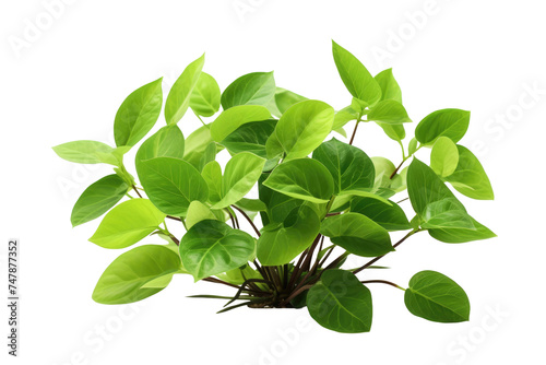 Green Plant With Leaves. A close up view of a vibrant green plant with multiple leaves. The leaves are lush and healthy, showcasing their natural texture and color. © Usama