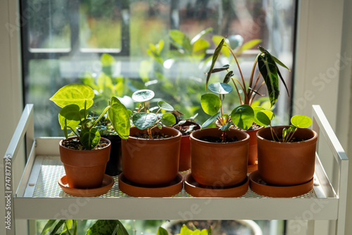 Sprouts plants in terracotta pots on cart at home. Houseplants - Pilea peperomioides, Alocasia Bambino, Anthurium Silver Blush on metal shelfs. Indoor gardening concept
