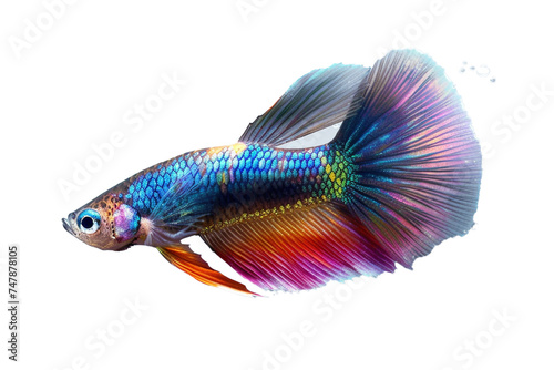 A lone guppy shimmers like a jewel in tranquil waters object on a transparent background. 