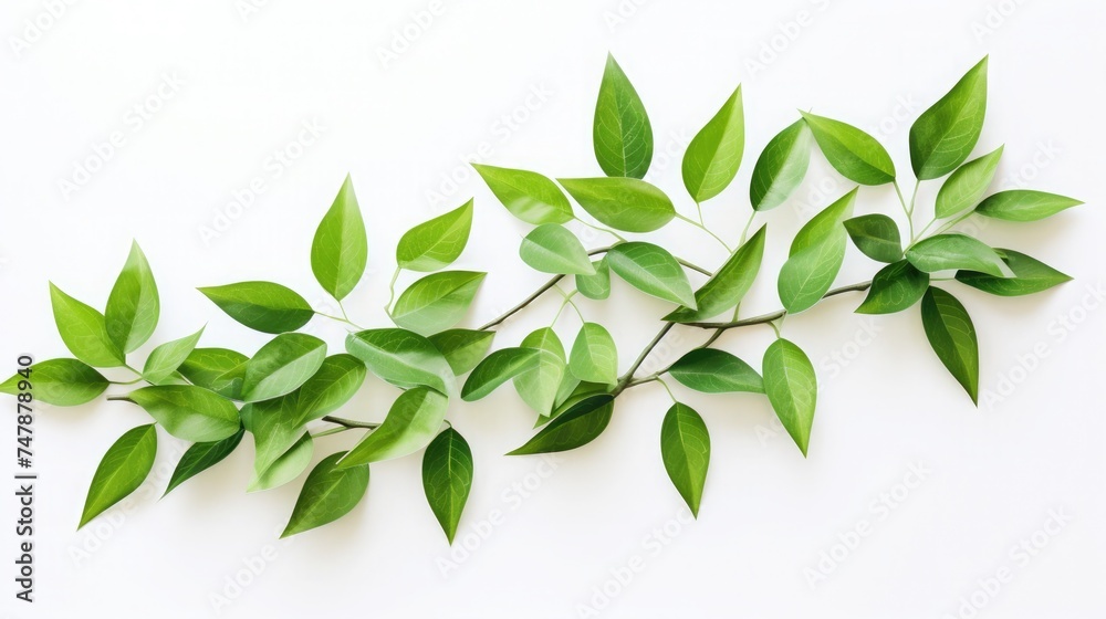 Naklejka premium Green leaves on a white background