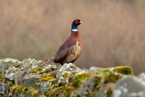 Pheasant, male, ring necked or Common Pheasant, Scientific name: Phasianus colchicus, perched on drystone walling covered in  green moss. Facing right. Horizontal, Clean background with space for copy