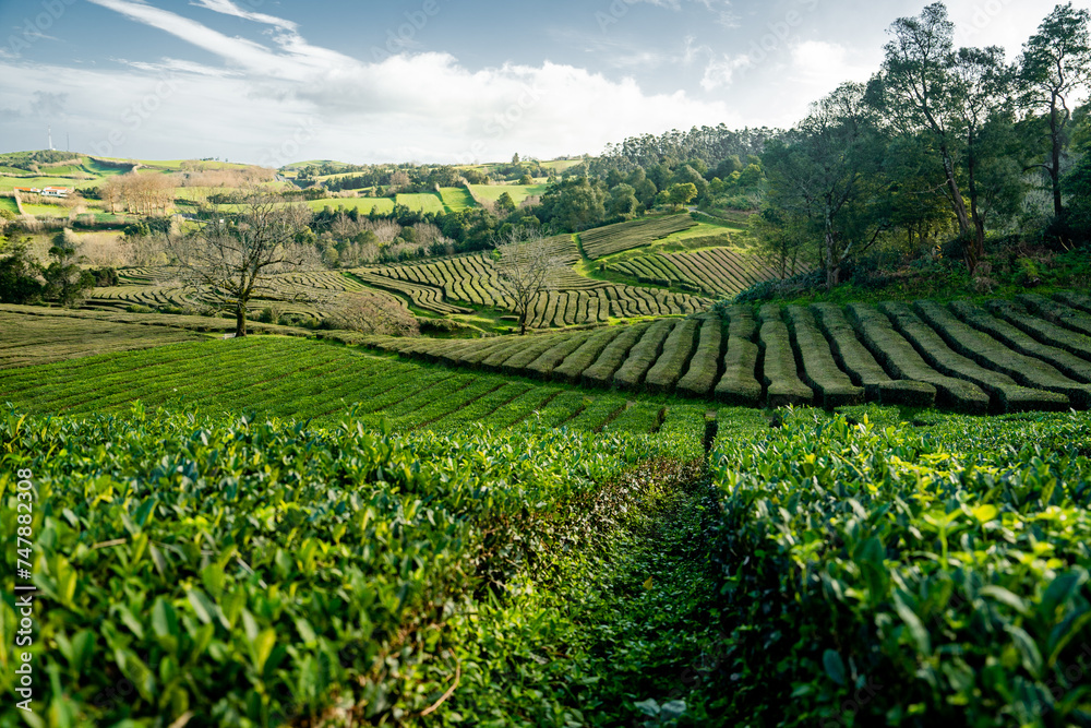Tea Plantation at Cha Gorreana on Sao Miguel Island, the Azores archipelago in the Atlantic Ocean belonging to Portugal