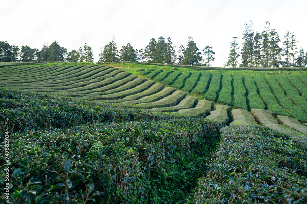 Tea Plantation at Cha Gorreana on Sao Miguel Island, the Azores archipelago in the Atlantic Ocean belonging to Portugal