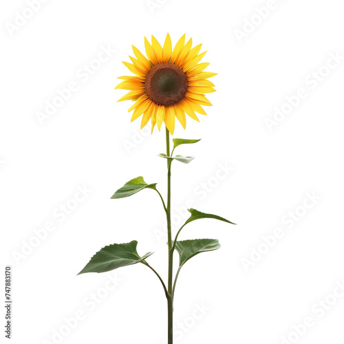 sunflower simple minimalistic abstract on transparency background PNG