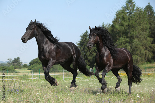 Two amating friesian mares running on pasturage together