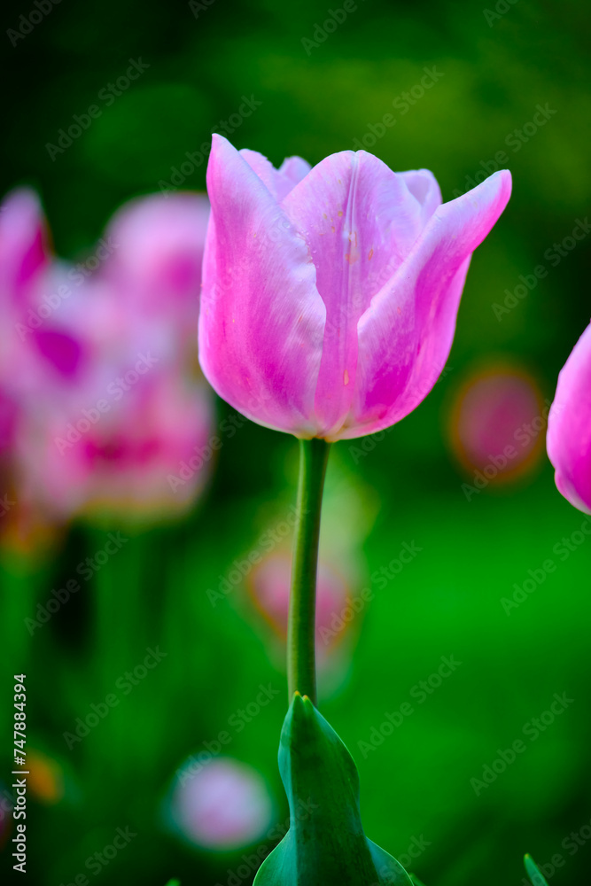 A Sea of Tulips, Whispers of a Dutch Dream A Sea of Tulips, Whispers of a Dutch Dream