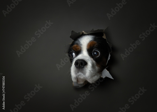Fototapeta Naklejka Na Ścianę i Meble -  Portrait of a Cavalier King Charles Spaniel dog that got out through a slit in a gray paper background. Studio photography.