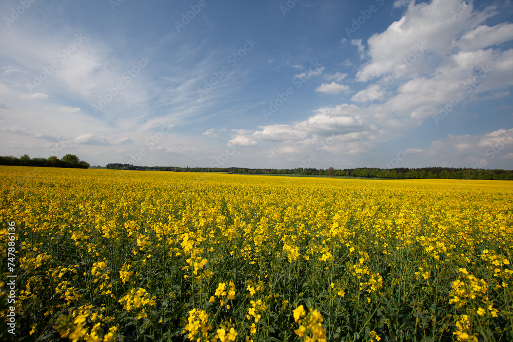 A picturesque field brimming with vibrant yellow flowers, set against a clear, cerulean blue sky. A sight of pure beauty.