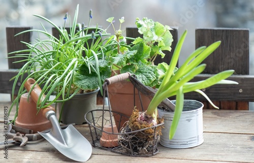 garden tools with a little shovel on a wooden table among  flowerpot and plan...