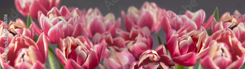 banner of beautiful pink double-flowered tulip flowers in grey background