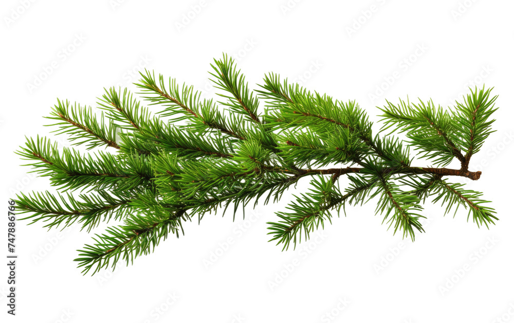 A single branch of a pine tree is prominently displayed against a plain white background. The intricate texture of the pine needles is visible, with a few small pine cones attached to the branch. A single branch of a pine tree is prominently displayed against a plain white background. The intricate texture of the pine needles is visible, with a few small pine cones attached to the branch.
