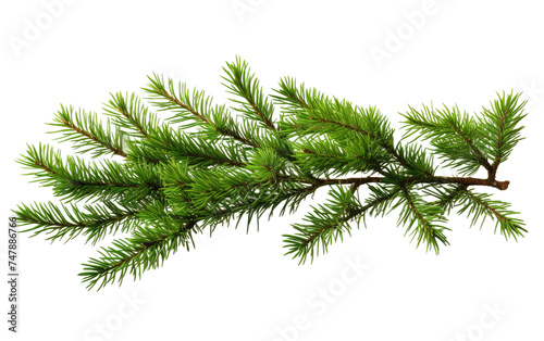 A single branch of a pine tree is prominently displayed against a plain white background. The intricate texture of the pine needles is visible, with a few small pine cones attached to the branch.