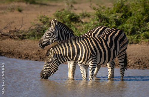 zebra at waterhole