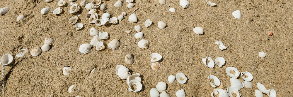 Scattered seashells on sandy beach background, ideal for summer-themed designs with copy space Scattered seashells on sandy beach background, ideal for summer-themed designs with copy space