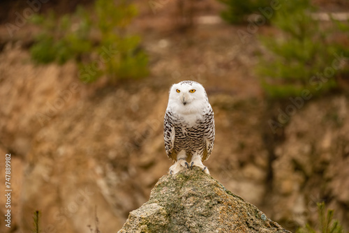 Snowy owls Bubo scandiacus is a monotypical species of owl in the family Strigidae. photo