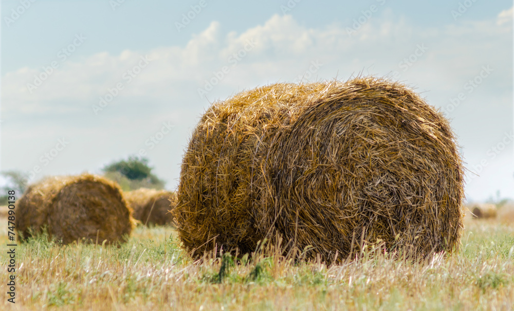 autumn landscape round haystacks in green grass on a background of trees and sky with white clouds autumn landscape round haystacks in green grass on a background of trees and sky with white clouds