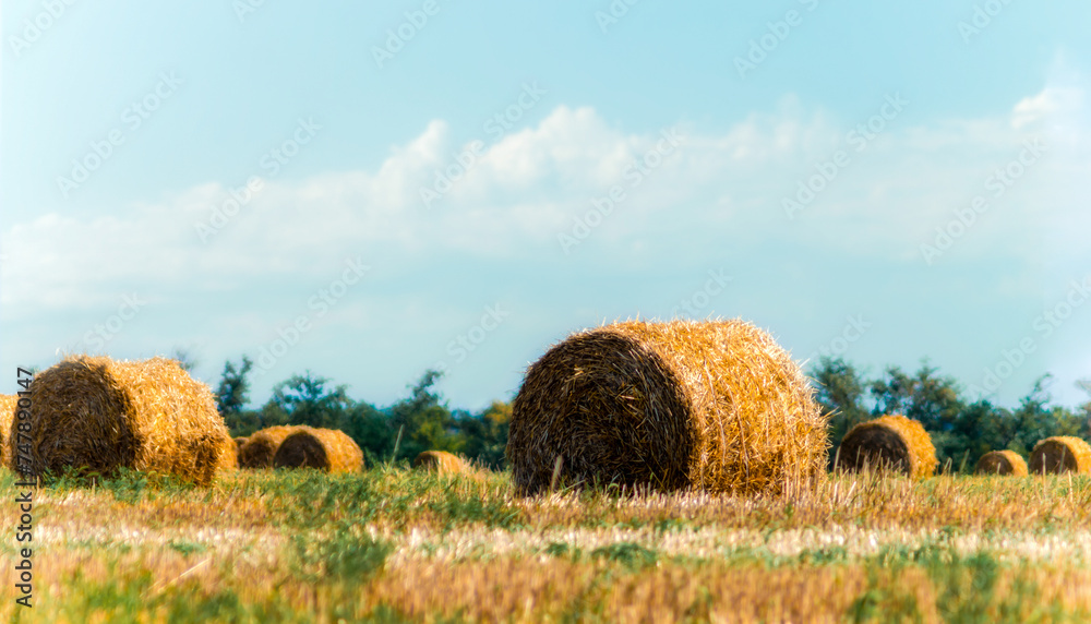 autumn landscape round haystacks in green grass on a background of trees and sky with white clouds