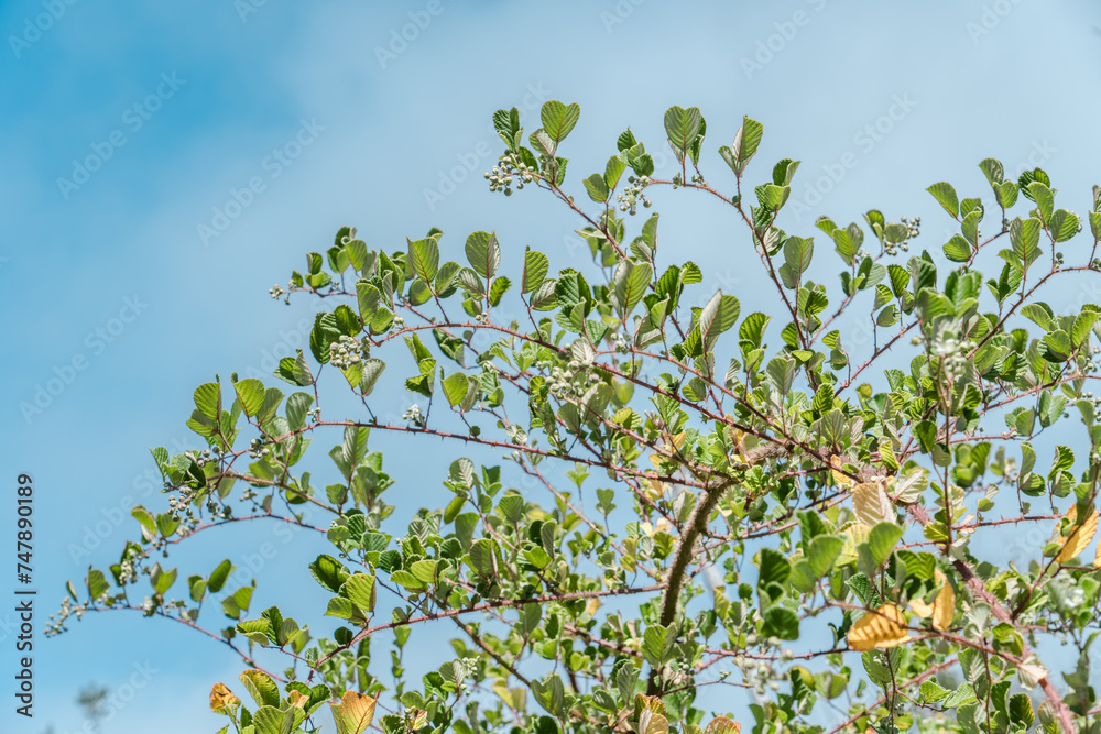 Rubus ellipticus, ainselu, golden evergreen raspberry,golden Himalayan raspberry, or yellow Himalayan raspberry, rose family.  Hawaiʻi Volcanoes National Park