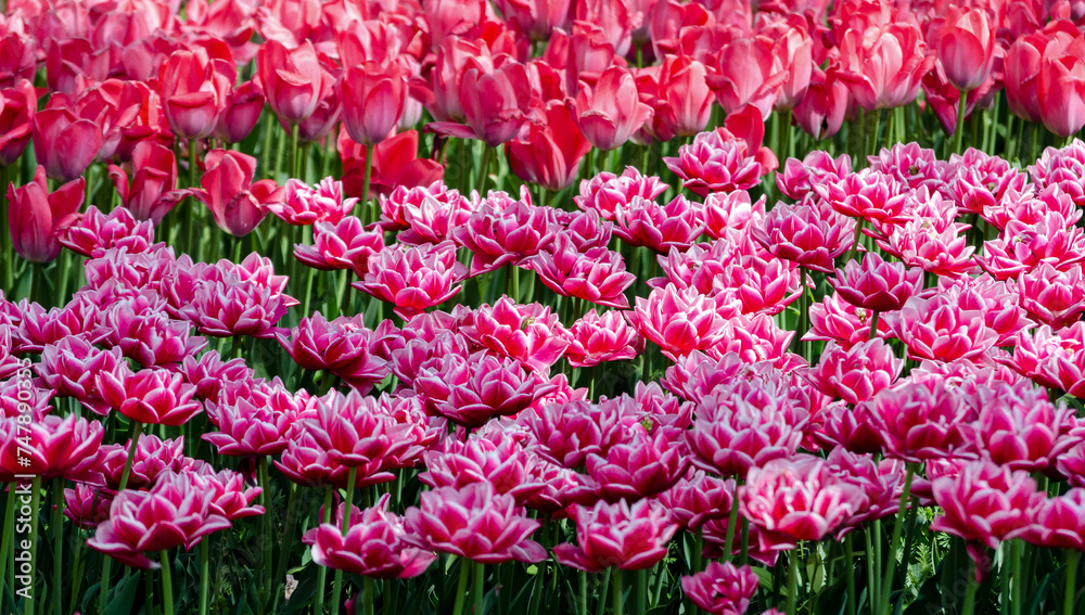 large blooming flower bed with puple and pink hybrid tulips large blooming flower bed with puple and pink hybrid tulips