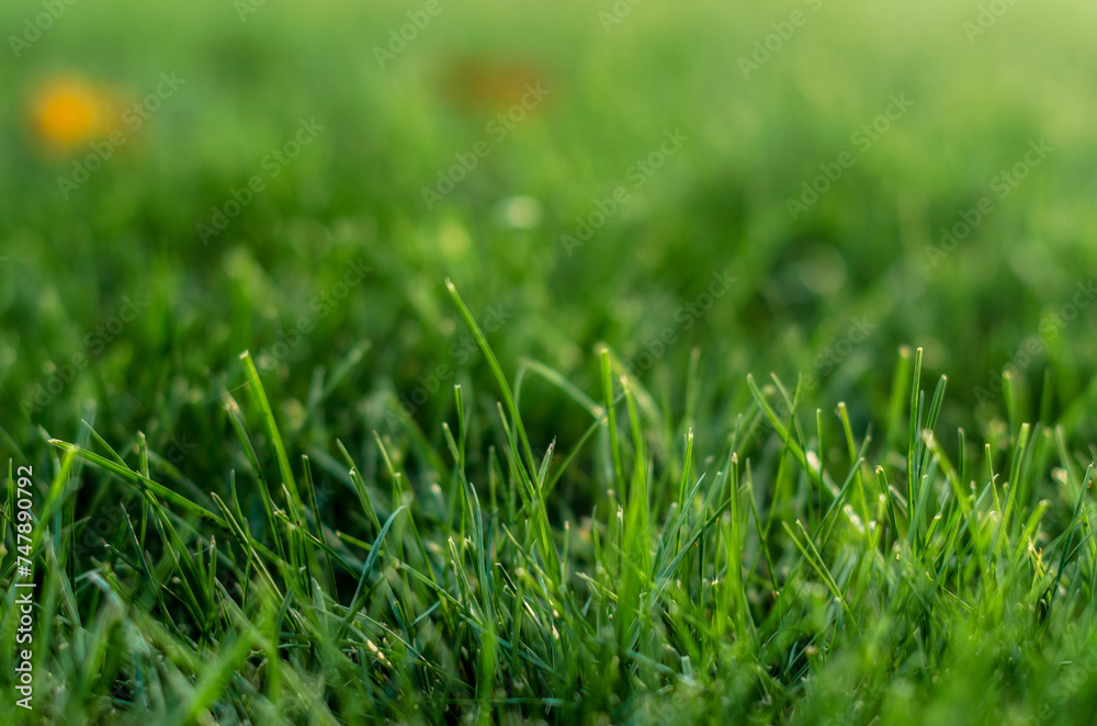 background green grass pattern closeup background green grass pattern closeup