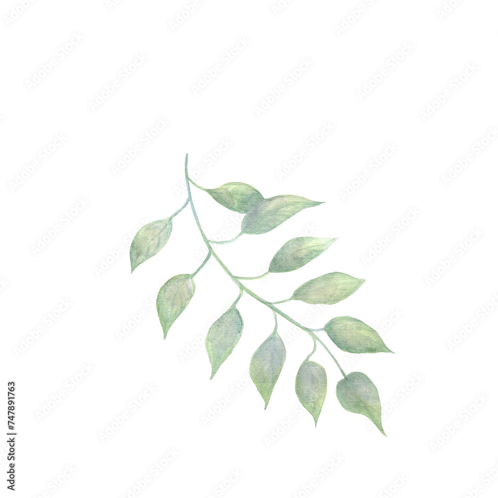 Watercolor green leaves elements. Collection botanical isolated on white background suitable for Wedding Invitation, save the date, thank you, or greeting card.