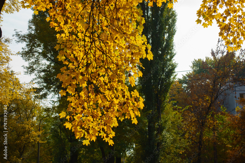Pendulous branches of maple with autumnal foliage in mid October Pendulous branches of maple with autumnal foliage in mid October