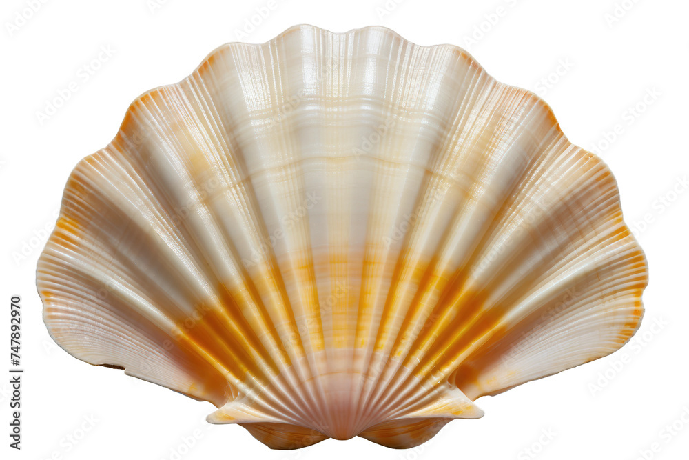 A single seashell shell is placed centrally on a clean, white background. The shells spiral shape and intricate details are clearly visible against the plain backdrop. A single seashell shell is placed centrally on a clean, white background. The shells spiral shape and intricate details are clearly visible against the plain backdrop.