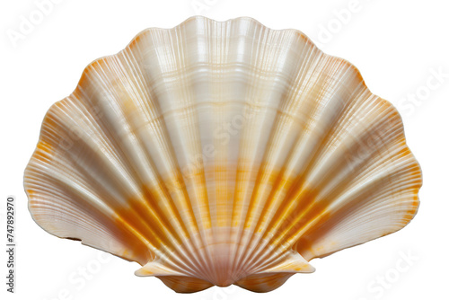 A single seashell shell is placed centrally on a clean, white background. The shells spiral shape and intricate details are clearly visible against the plain backdrop.