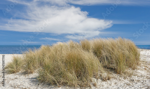 marram grass resp.Ammophila in the dunes at North Sea,Germany